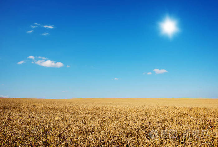 金色麦田与背景中的蓝色天空