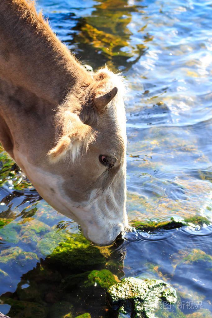 牛群在室外从湖水中饮用