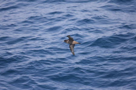 日本短尾剪水Puffinustenuirostris