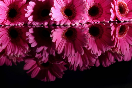 格贝拉有一个大的美丽的花序是一个美妙的装饰，任何捆绑或装饰与切花。
