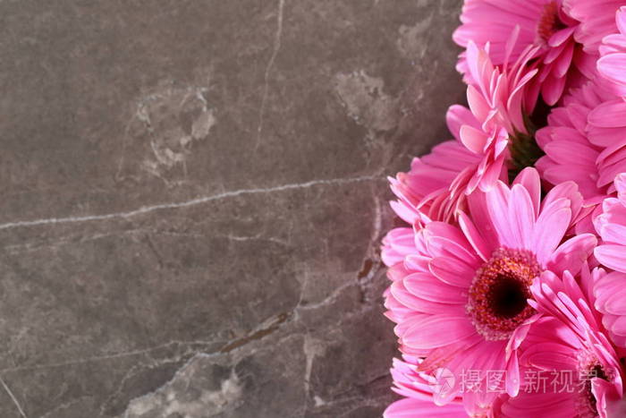 格贝拉有一个大的美丽的花序是一个美妙的装饰，任何捆绑或装饰与切花。