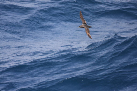 日本短尾剪水Puffinustenuirostris