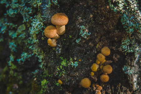 蜂蜜木耳。 西伯利亚森林中生长的蘑菇