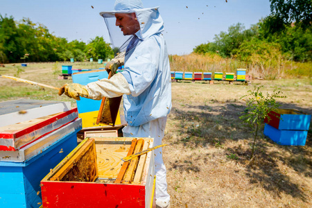 Apiarist, 养蜂是收获蜂蜜, 葡萄酒