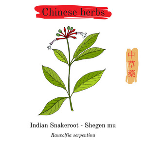 中国草药。印度 snakeroot 蛇根木 serpentina