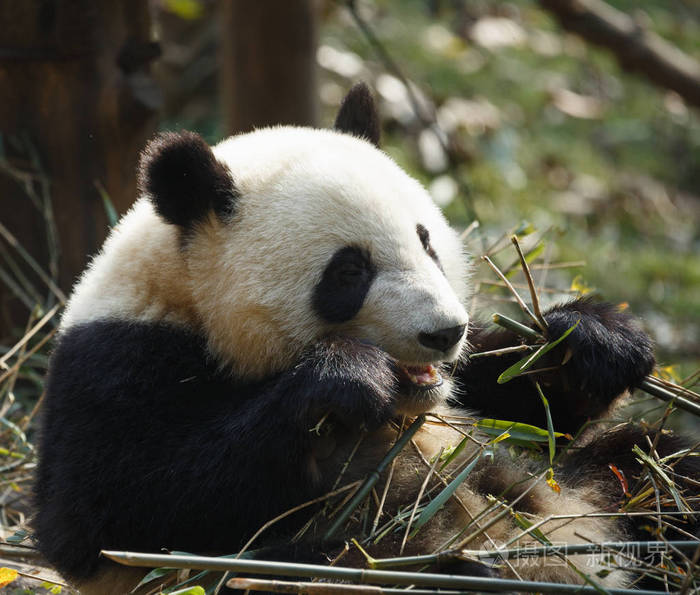 一只可爱的熊猫正在吃竹子