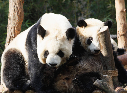 两只熊猫在一起拥抱和嬉戏