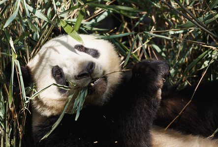 一只可爱的熊猫正在吃竹子