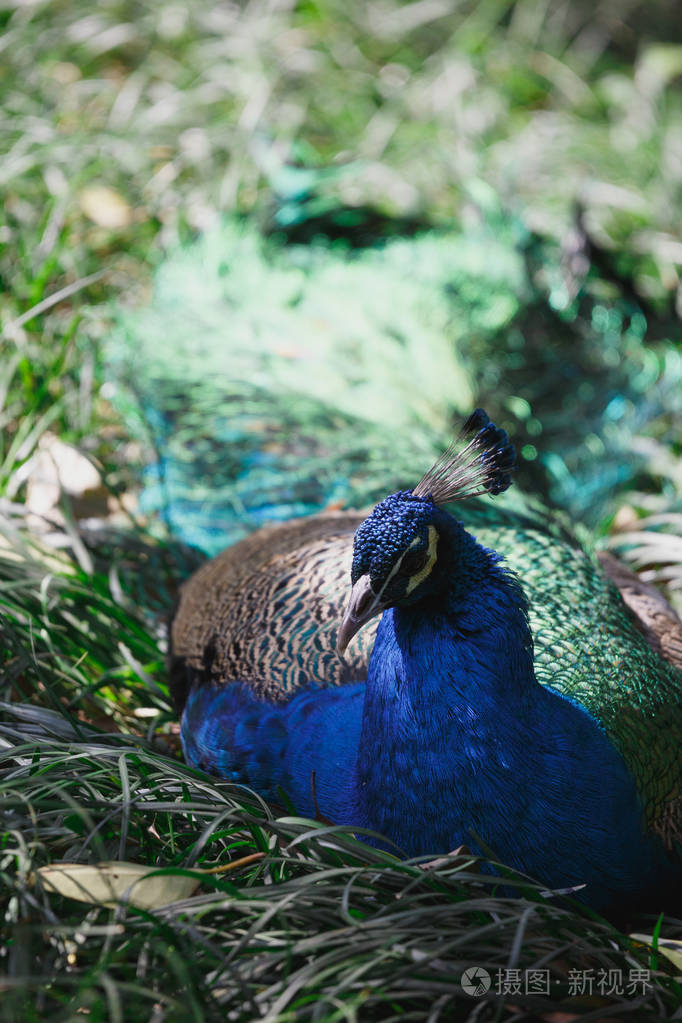一只孔雀躺在草地上