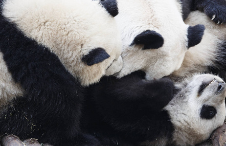 三只熊猫拥抱在一起, 一起玩
