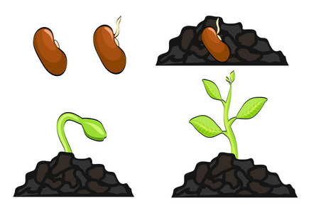 植物生长阶段从种子到发芽矢量例证, ep照片