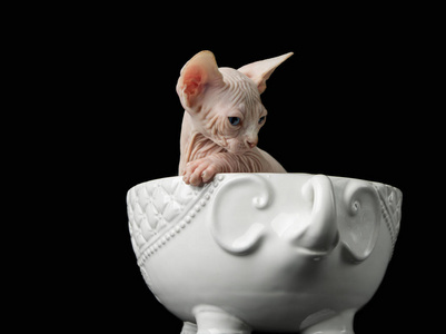 带小猫的Sphynx猫