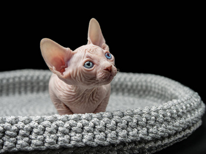 带小猫的Sphynx猫