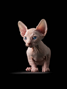 带小猫的Sphynx猫