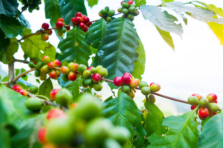 泰国北部山区树上的新鲜阿拉伯咖啡豆。
