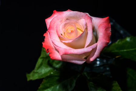 玫瑰白色粉红色背景黑色