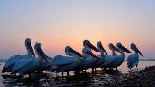 达尔马提亚电影Pelecanus crispus