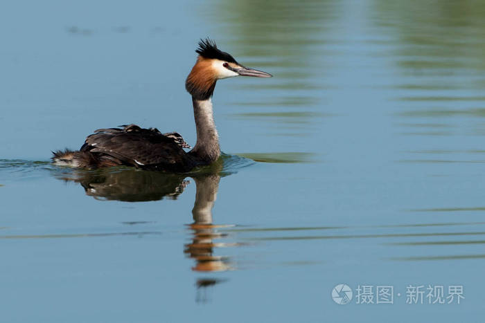 巨大的嵴足头肌