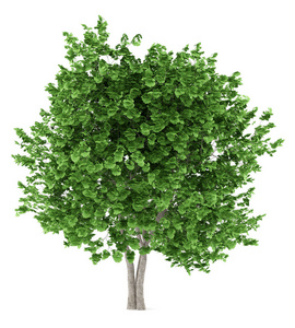 春天银杏树银杏树在白色背景下分离.3d 插图照片