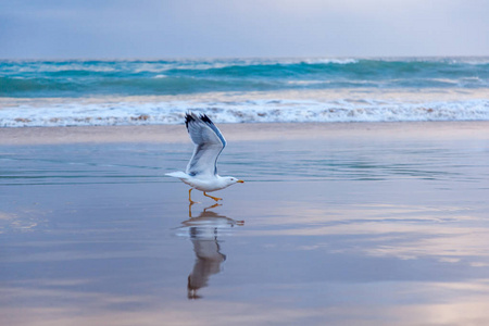 海鸥在日落时分从海洋海岸翱翔, 美丽的海洋 la