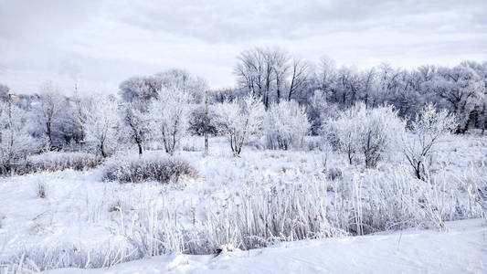 白雪覆盖的森林在冬天的白雪中。午后的公园里美丽的冬景