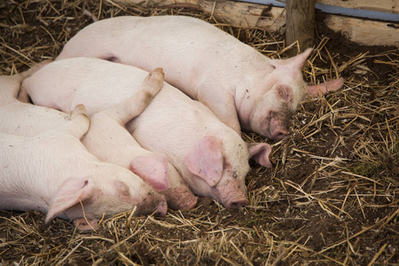 四只小猪一起睡在围栏里。