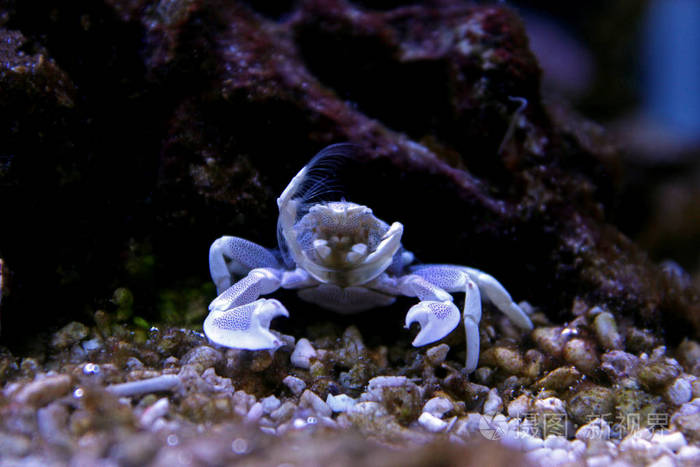 珊瑚礁水族馆鱼