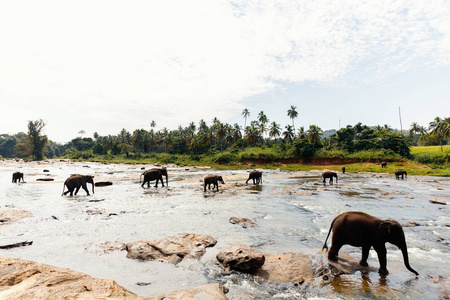 在斯里兰卡境内野生大象