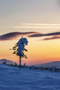雪覆盖了冷杉树。北乌拉尔的俄罗斯的日落