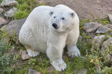 北极熊在荒野中。野生动物背景