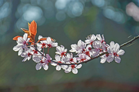 靠近一棵开花的樱桃树的枝条，背景是柔软的蓝色树
