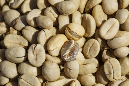 咖啡豆与羊皮纸皮肤, 在纸浆和外在皮肤以后照片