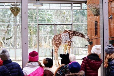 动物园窗口快乐的孩子游客在动物园里度过一天,在冬天的避难所里看