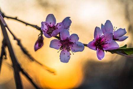 在阳光明媚的日子里，春天盛开的美丽的桃树。 柔和焦点自然模糊