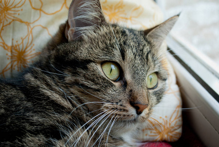 灰色的猫，有着白色的胡子和黄色的眼睛，躺在窗台上，红色的布上，在阳光下模糊的背景上