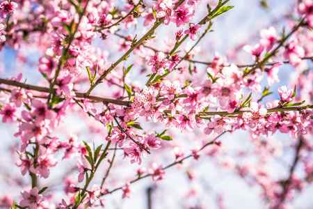 在阳光明媚的日子里，春天盛开的美丽的桃树。 柔和焦点自然模糊