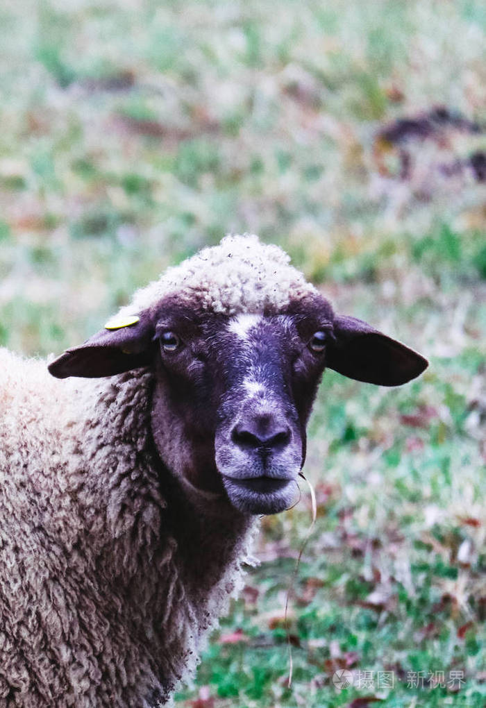 绵羊在绿草上放牧头部特写绵羊头portrai