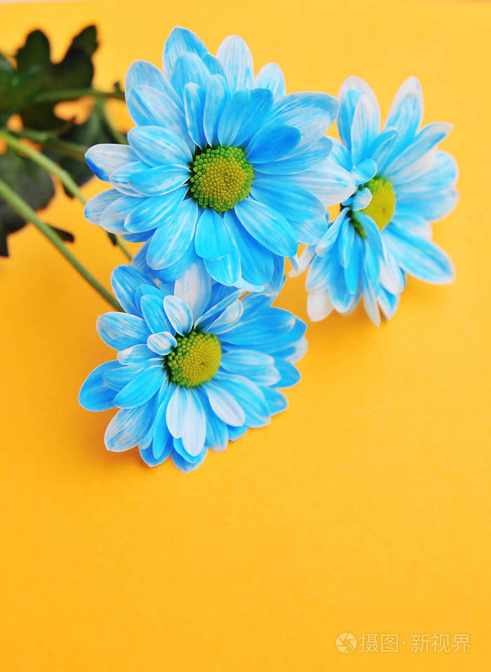 彩色背景上的蓝色雏菊