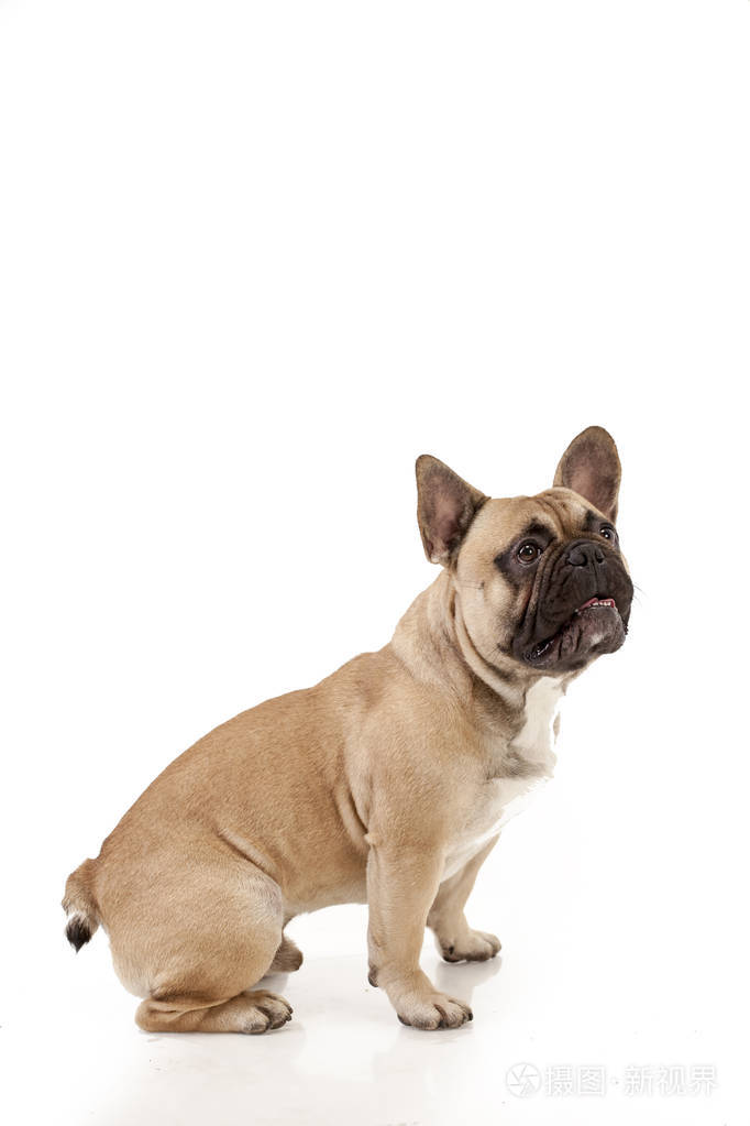 法国斗牛犬坐着