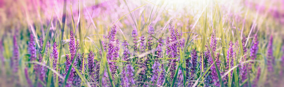 春天草地上的紫色花柔和而有选择性地关注紫色花