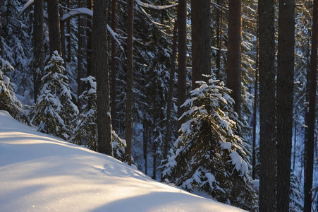 冬日雪覆盖森林景观，阳光明媚