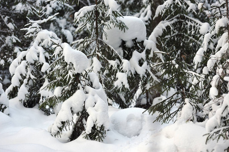 冬天森林里的树木覆盖着巨大的雪帽。