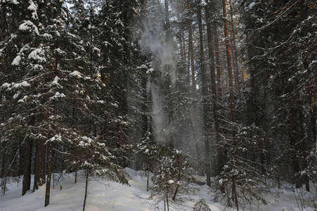 冬天森林里一阵风从树枝上飘落的雪.照片