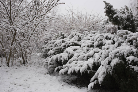 有雪的冬季景观。 冰冻的森林。 城市郊区在二月。