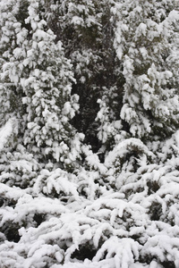 有雪的冬季景观。 冰冻的森林。 城市郊区在二月。