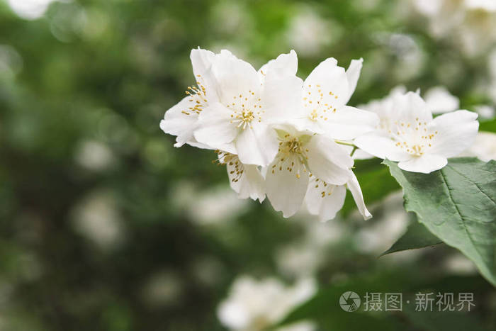 苹果树在开花, 春天自然背景