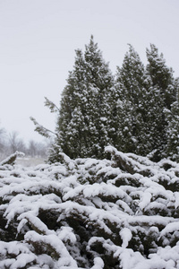 有雪的冬季景观。 冰冻的森林。 城市郊区在二月。