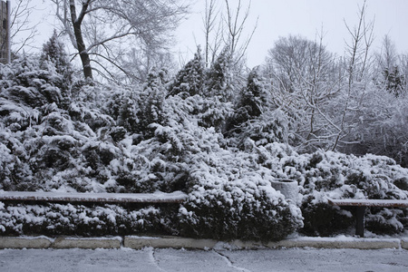 有雪的冬季景观。 冰冻的森林。 城市郊区在二月。