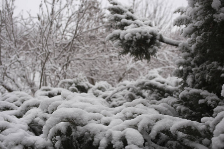 有雪的冬季景观。 冰冻的森林。 城市郊区在二月。