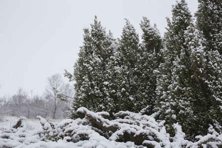 有雪的冬季景观。 冰冻的森林。 城市郊区在二月。